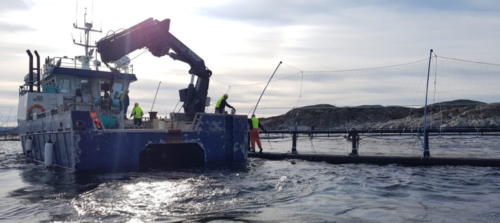 Rapport: Sjømatnæringen: En bærebjelke i trøndersk næringsliv